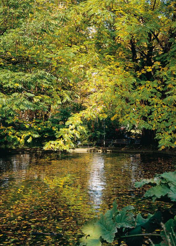 Idyllische Landschaft mit einem ruhigen Teich, umgeben von buntem Laub und gr&uuml;nen Pflanzen im Herbstlicht.