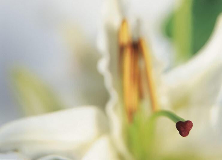 Nahaufnahme einer wei&szlig;en Blume mit gelben Staubf&auml;den und einem roten Stempel im Fokus. Hintergrund unscharf.
