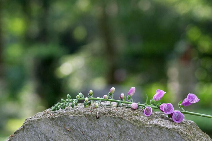 Blühender Ast mit lila Blüten liegt auf einem verwitterten Grabstein im unscharfen Hintergrund eines Friedhofs.