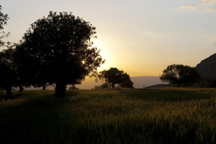 Sonnenuntergang über einer Wiese mit Bäumen und sanften Hügeln im Hintergrund, Lichtstrahlen durch die Blätter.